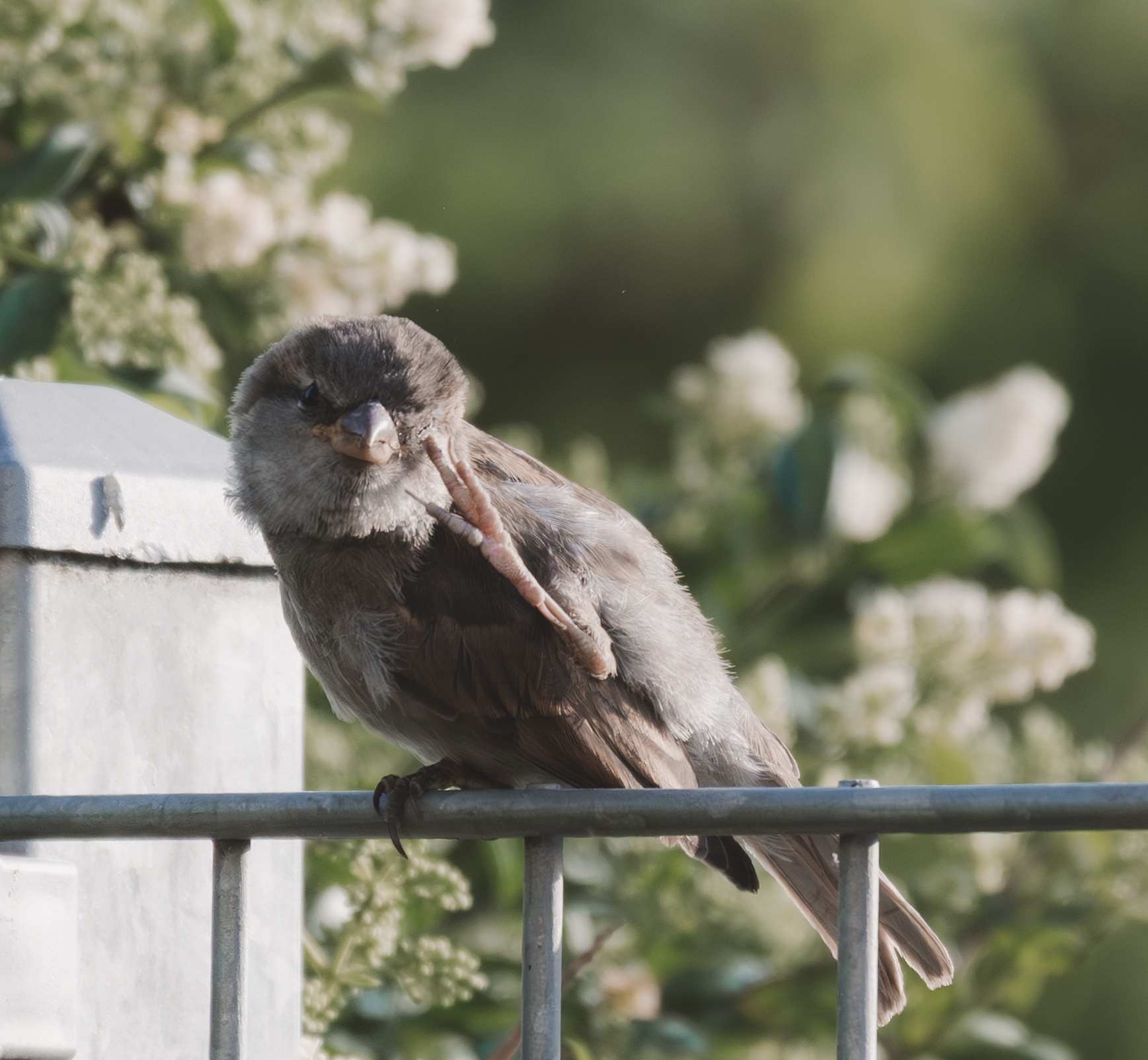 Tierfotografie Bild 3